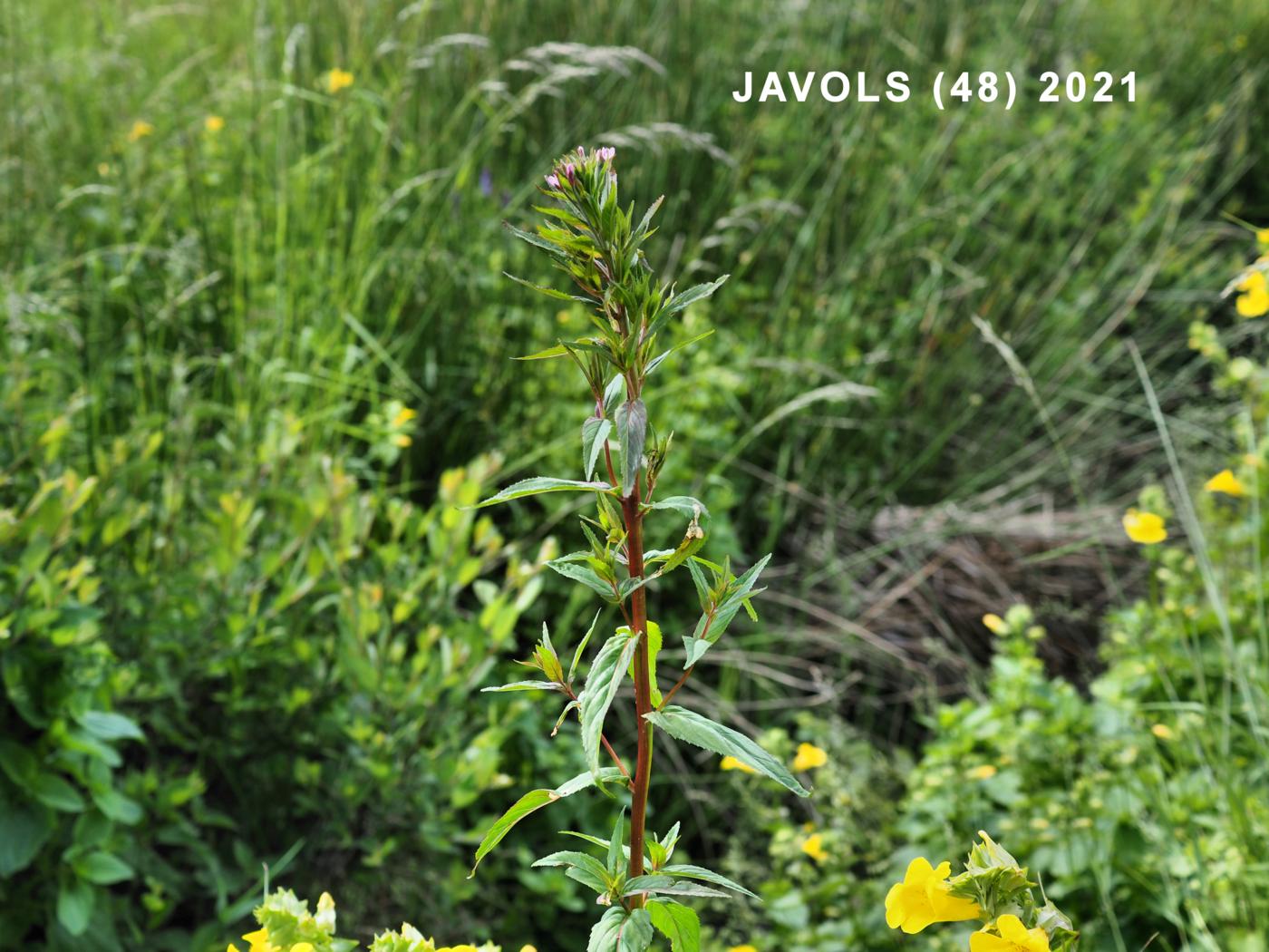 Willow-herb, (of Lamy) plant